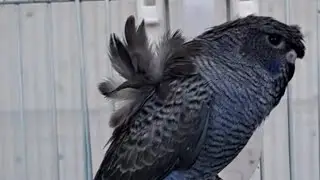 Black face black wing hogo budji parrot