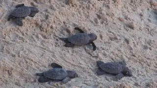 Barbados Turtle Hatchling Release