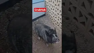 Beautiful Sunday #pig #breakfast #piggy #pets #petsofinstagram #cute #food #foodie #sunday