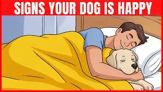 17 Clear Signs Your Dog Is Truly Happy and Healthy