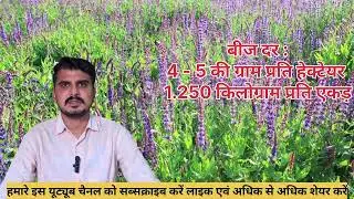 चिया सीड की खेती की संपूर्ण जानकारी।Chia seed cultivation all information 
