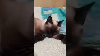 #юмор # прикол #смех #забавныеживотные #кот #catlover #cat #mems #video #2025