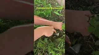 Removing Dandelions (satisfying)