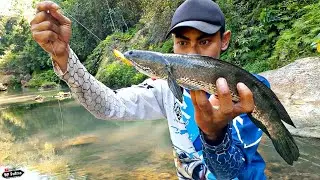 KEJUTAN !!! DAPAT IKAN GABUS BESAR MANCING DI SUNGAI TENGAH HUTAN | JUNGLE PERCH FISHING (03/05/20)