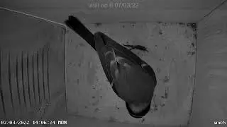 Blue tit nesting behaviour 1. Selecting and checking the nest site.