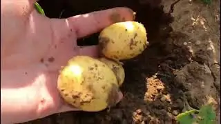Optimiser le rendement  le calibre et la qualit&eacute;  de vos pommes de terres avec YaraVita Solatrel