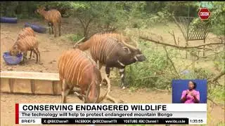 Satellite technology deployed at Mt Kenya Wildlife Conservancy to protect endangered mountain Bongo