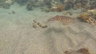 Sepia officinalis escaping at high speed
