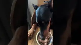 Unique Chair for Dog 🦮#new #shortsfeed #elitefacts #viral #shortvideo #shorts#animalshorts #animals