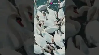 Swan ki short | 🦢🦢🦢🦢👍👍👍👍
