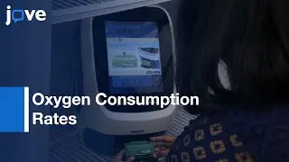 Measurement: Oxygen Consumption Rates In Intact C. Elegans l Protocol Preview