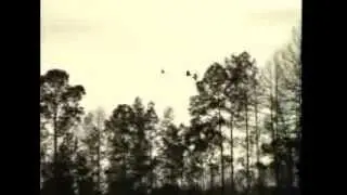 Sandhill Crane Nesting Research