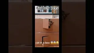 Cats Hiding in a Box 😂😱 Funny Cute Cat Videos 😻 #cats #animallife #catplay #cat #catlife #animal