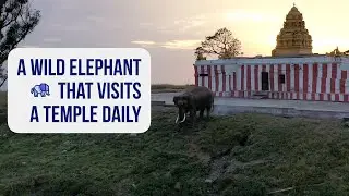 A Wild Elephant That Visits A Temple Daily