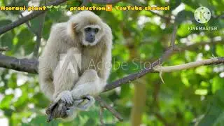 Gibbons family Monkey🐒