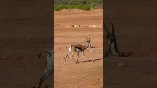 Antelope moving through a desert #shorts #wildlife