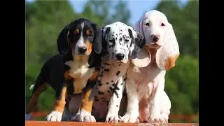 Spanische Hunde