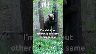 #powerbasspolarbear #sq4me2
