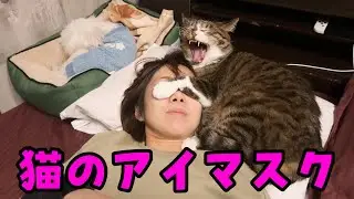 ママが危ない？！猫のポン太からの最高のプレゼントのはずが・・・