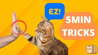 Do It In 5 Minutes - Basic Cat Training Tips