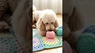 crochet project with dog #crochet #dog #love #ai