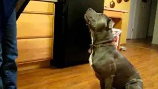 Otis the Pitbull's tricks