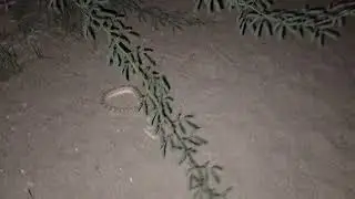 Encounter with Viper Snake 🐍