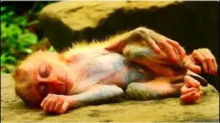 Shocking Heart..! Poorest Baby, Luno Really Lost Mother After Lazy Mum StO_/ p Milk....!