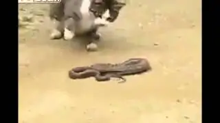 Cat hunting  snake