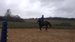 SOLD Flugel S (Indoctro x Ramiro Z) 2010
