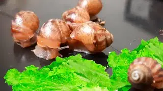Little Land Snails Ahatina eats salad and cucumber Timelapse