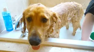 My Dog Has A Spa Day!!