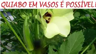 É possível plantar quiabo em vasos, veja como!