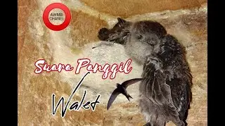 Suara Panggil Walet ORIGINAL || AWMB CHANEL