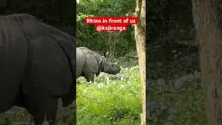 #animals #wildlife #wildanimals #siliguri #nature #drspdeyy #shreyanraajdeyy #kajiranga