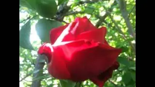 #anita  #tsoy  #Zvonki  #flowers #love #nature #spring