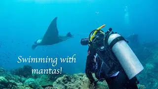 Once in a lifetime dive with manta rays on the Great Barrier Reef!