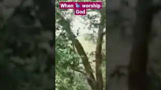 How God used bird to worship him. #deepworship😭