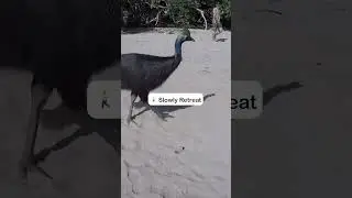Crazy Cassowary Chaos!