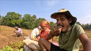 पुष्पा शेतीत मर मर मरता नी बाबलो भाजी भाकरी हानता | कोंकणातील शेतकरी | मालवणी माणूस |ColoursOfKonkan
