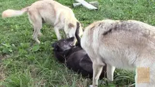 Howl Night Romp at Wolf Park