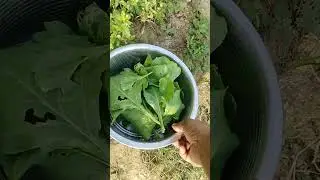 #garden #gardening #harvesting #vegetables #nature #mint #vlog #spinach #greenleaf #iron #nature 