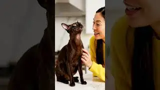 Are those ears... or satellite dishes? 📡 Oriental Shorthair 101 #catshorts #healing