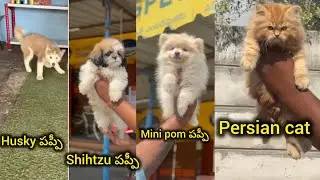 Husky, Shihtzu,mini pom,persian cat puppies for sale in telugu +91 95534 76287 BGS pets 