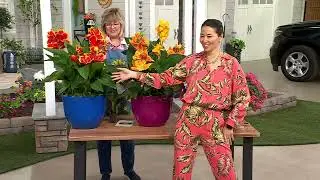 Girl Next Door 2Pc Cannova Gold Collection Canna Lily Live Plants on QVC