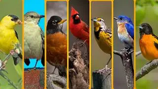 Meet the Official Bird of Every U.S. State!