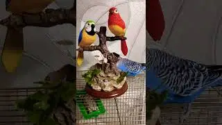 Кеша изучает игрушку