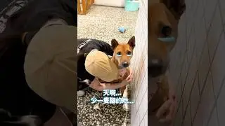 我知道小雞腿或許有殘缺有毛色很普通但乖乖的很適合新手喔&hellip;.🥺