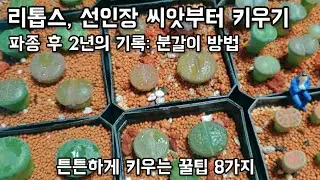 리톱스, 선인장 씨앗부터 키우기! 꿀팁 8가지! 파종 후 2년의 기록, 리톱스 탈피, 리톱스 분갈이 이후 키우는 방법 알아보기, 식물 성장 기록 식물일기