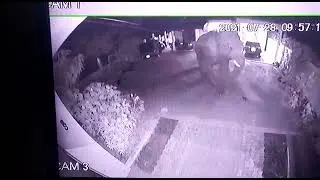 CCTV Terrifying Moment: Elephant Attack on Humans! 🐘😱